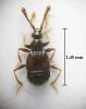 Tychomorphus tuberculatus